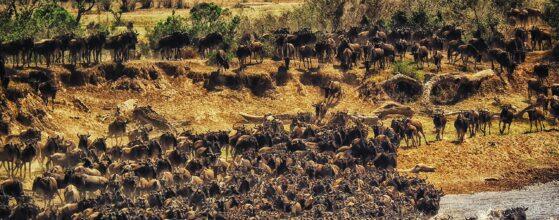 Best time to visit the Great Migration Safari