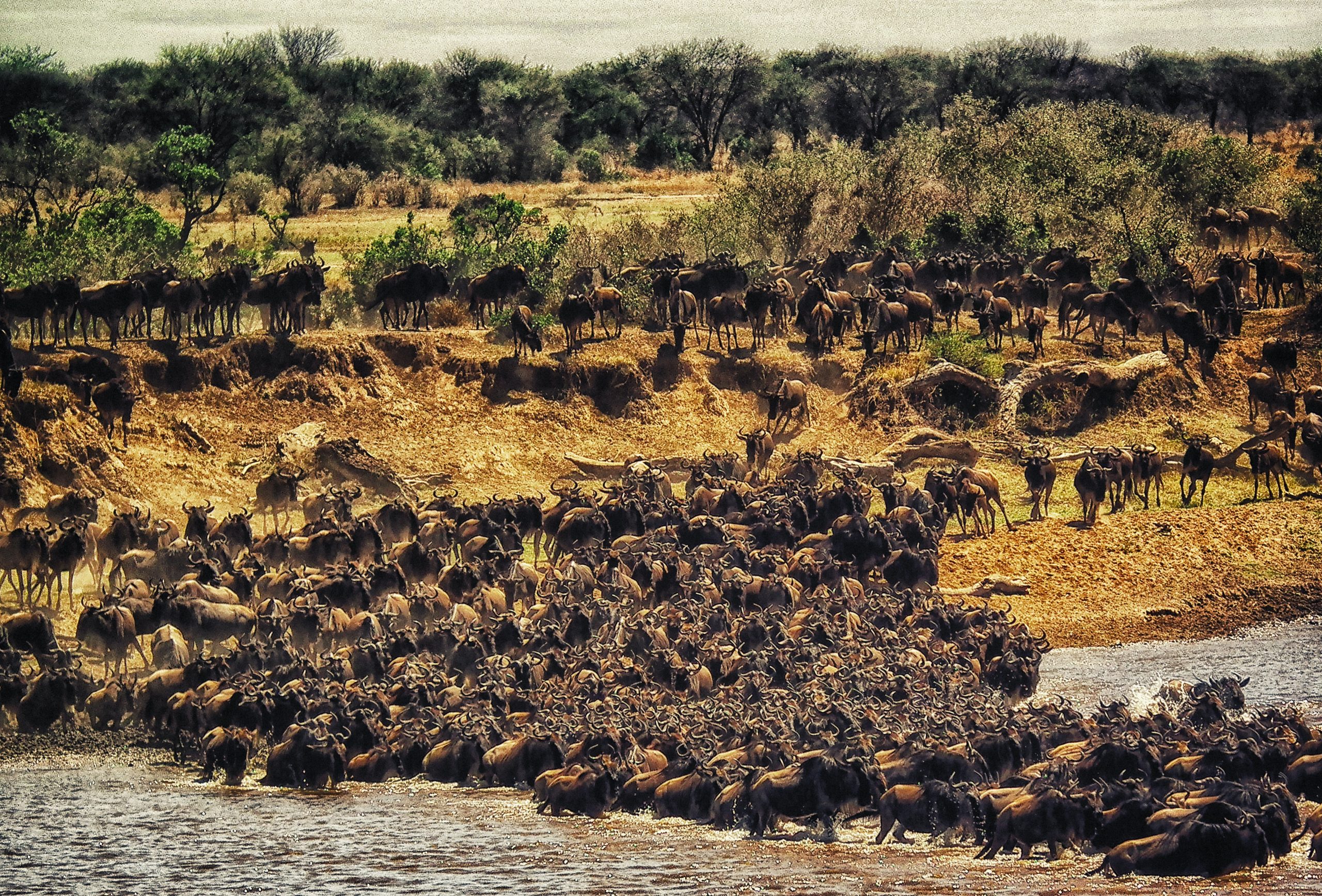 Best time to visit the Great Migration Safari