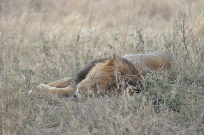3 day safari serengenti and ngorongoro