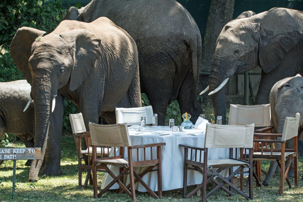 6 Day Tanzania Luxury Safari Tour