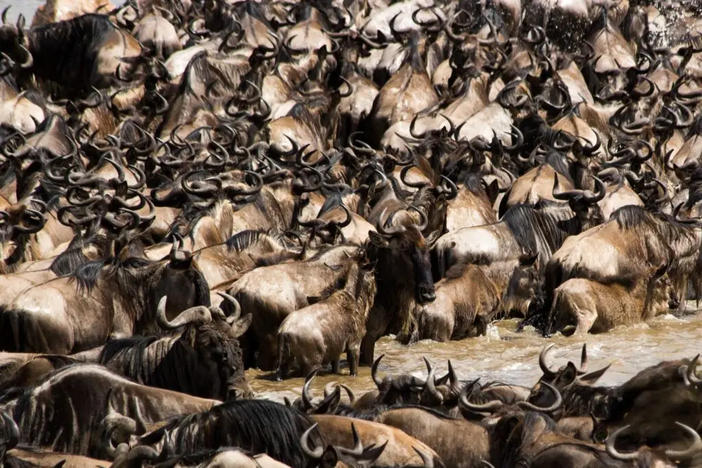 7 Day The Great Serengeti Migration safari