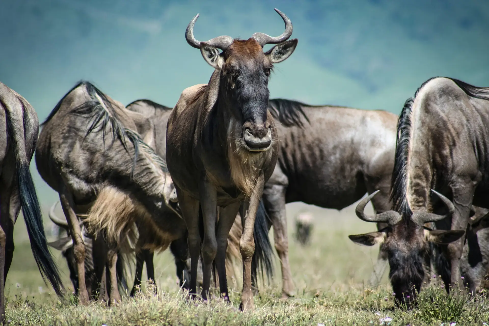 Photo of a wildebeest calf with its mother migrating in the southern Serengeti