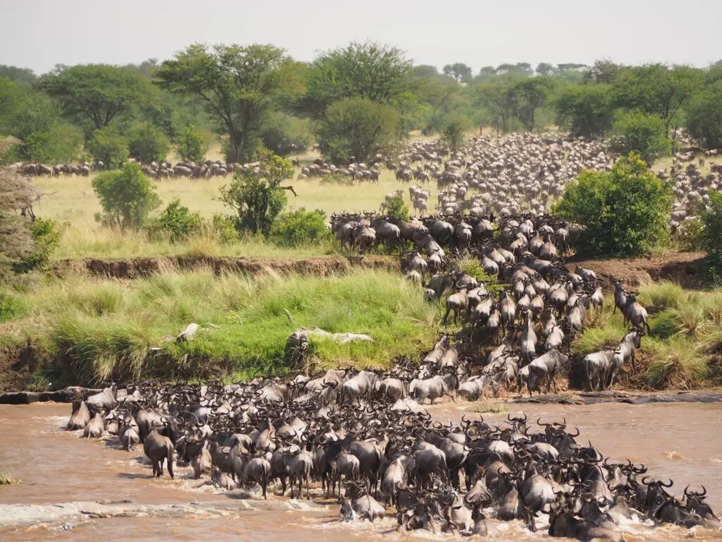 7 Day The Great Serengeti Migrationsafari