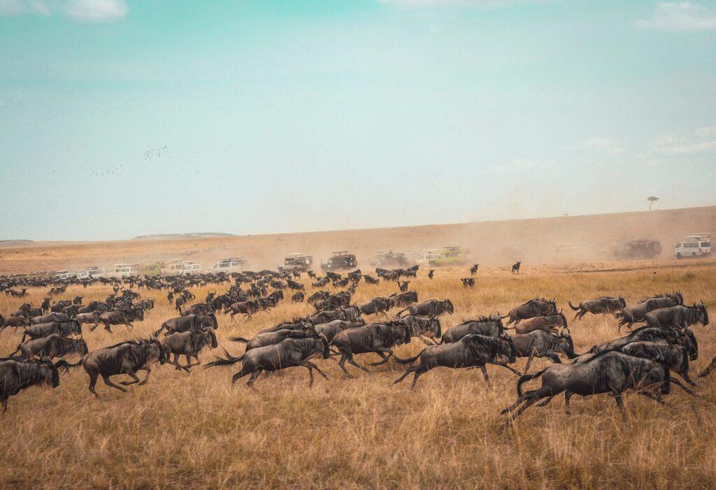 Africa bucket list