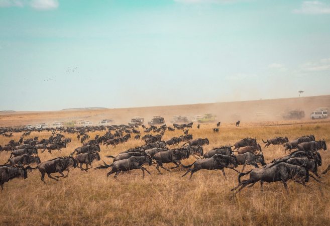 Special big 5 safari Tanzania