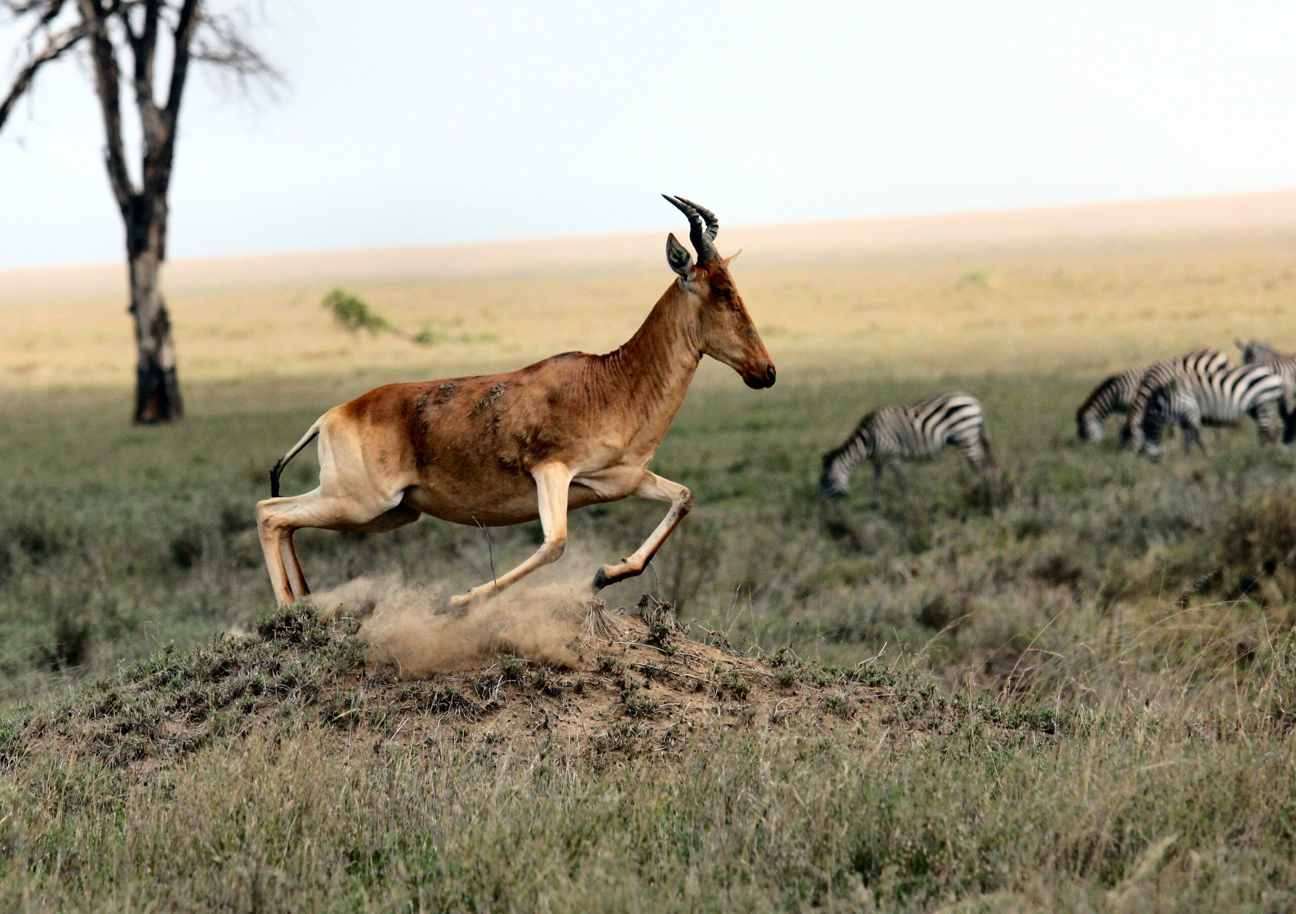 Photo of zebras and wildebeest on safari in Tanzania