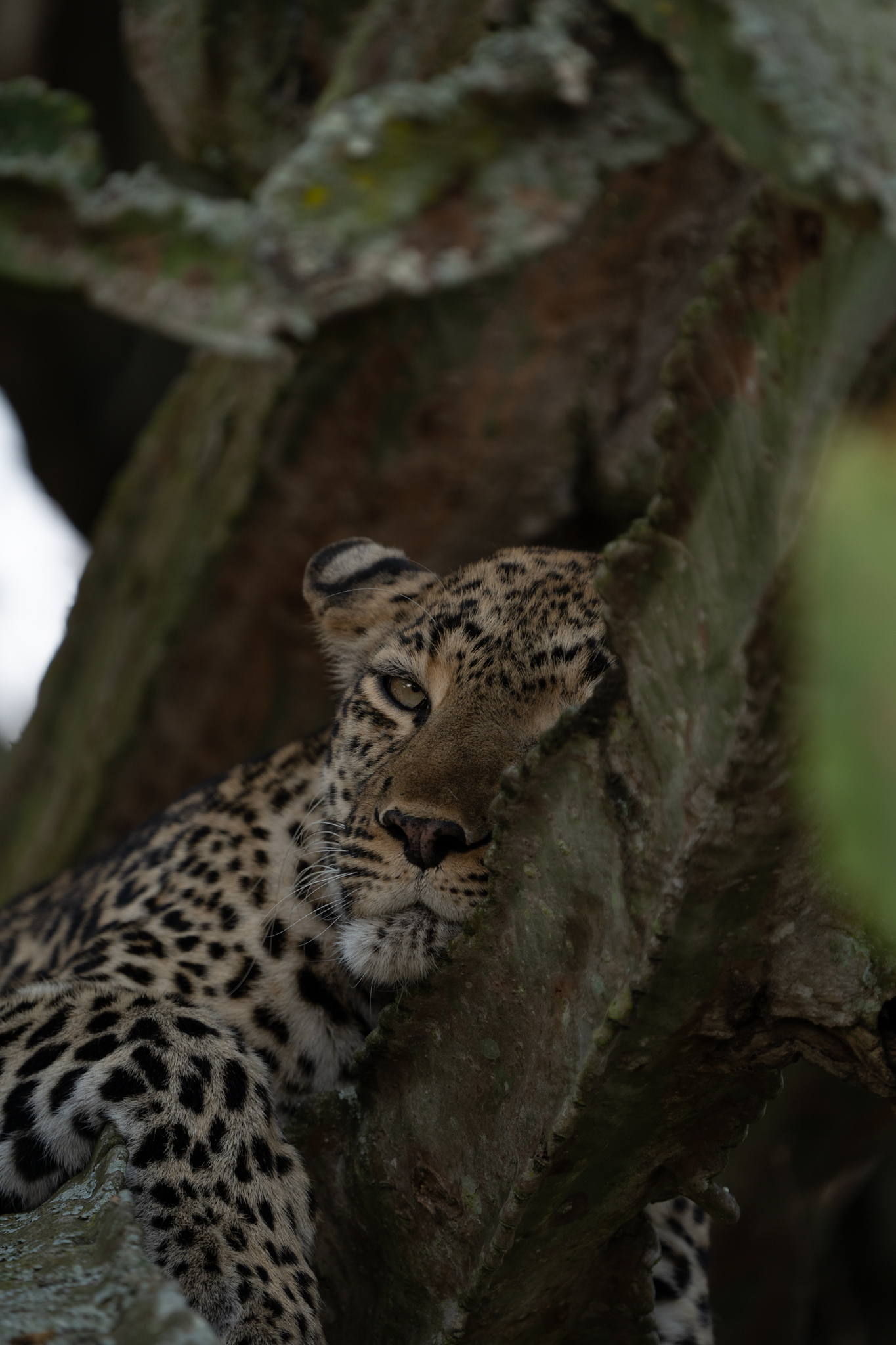 leopard sleeping in a tree in africa tanzania park