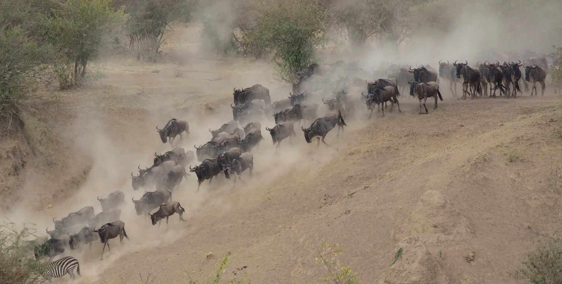 Photo of a huge herd of wildebeest and zebras migrating