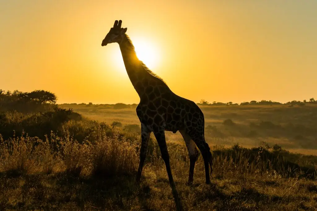 6 day special Honeymoon Safari