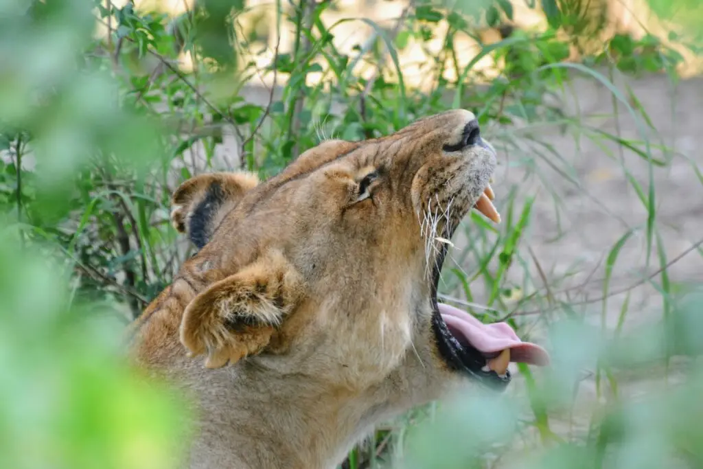 1 day trip safari from Zanzibar to Mikumi