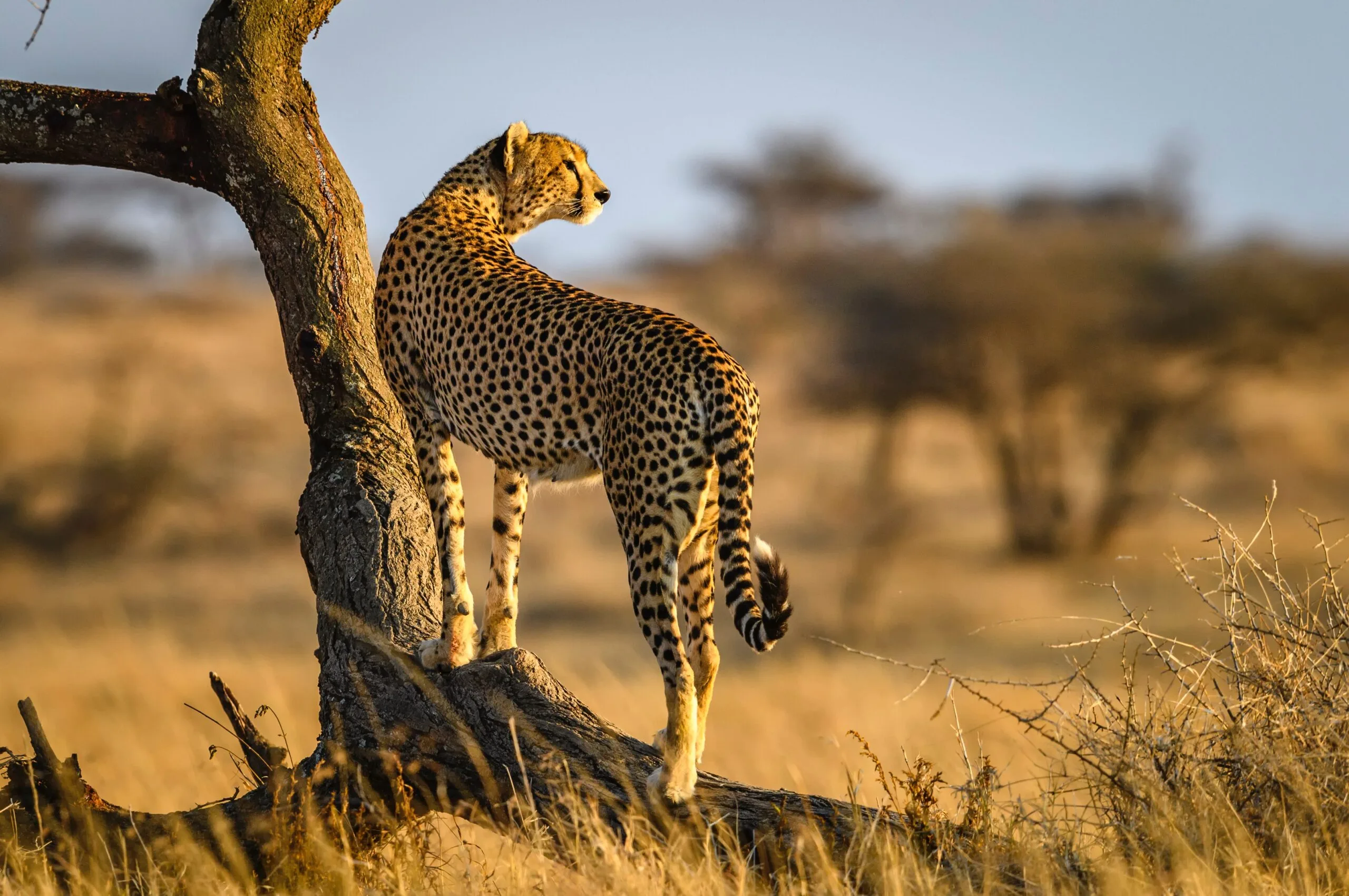 Cultural safari Chemka hot springs Tanzania 6 days