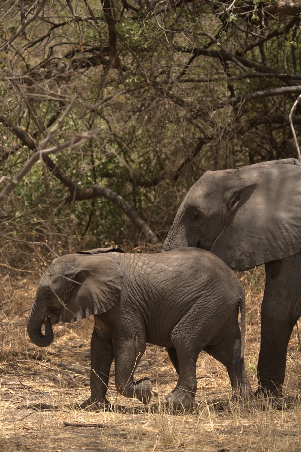 honeymoon luxury safari tanzania