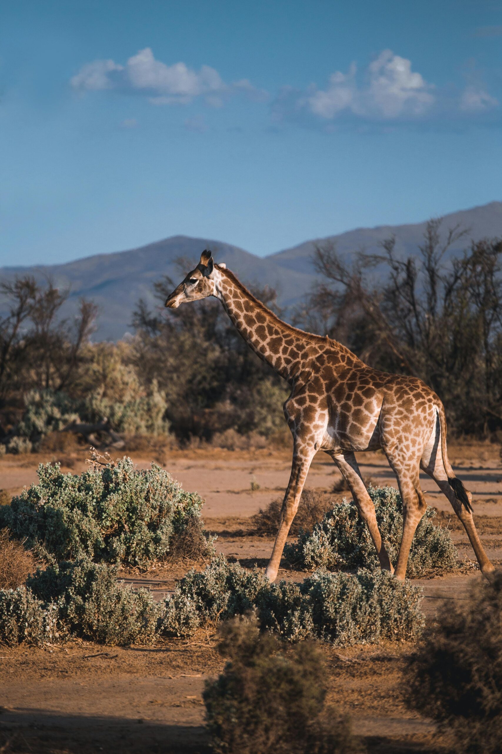 Image of a lion, elephant, and giraffe on safari