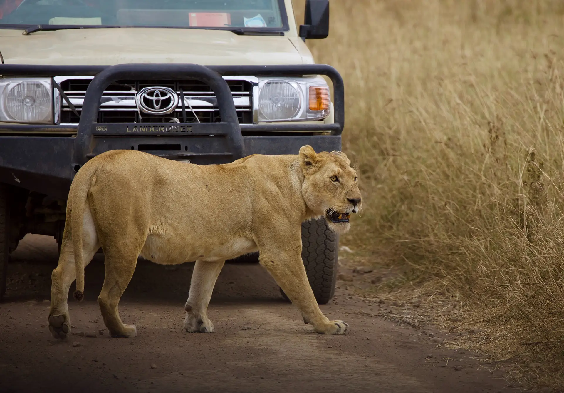 Wild landscape of southern Tanzania's parks