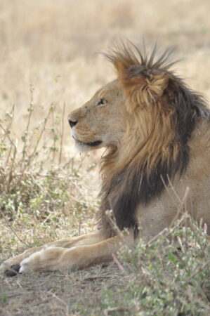 10 Day Tanzania Safari & Zanzibar Beach