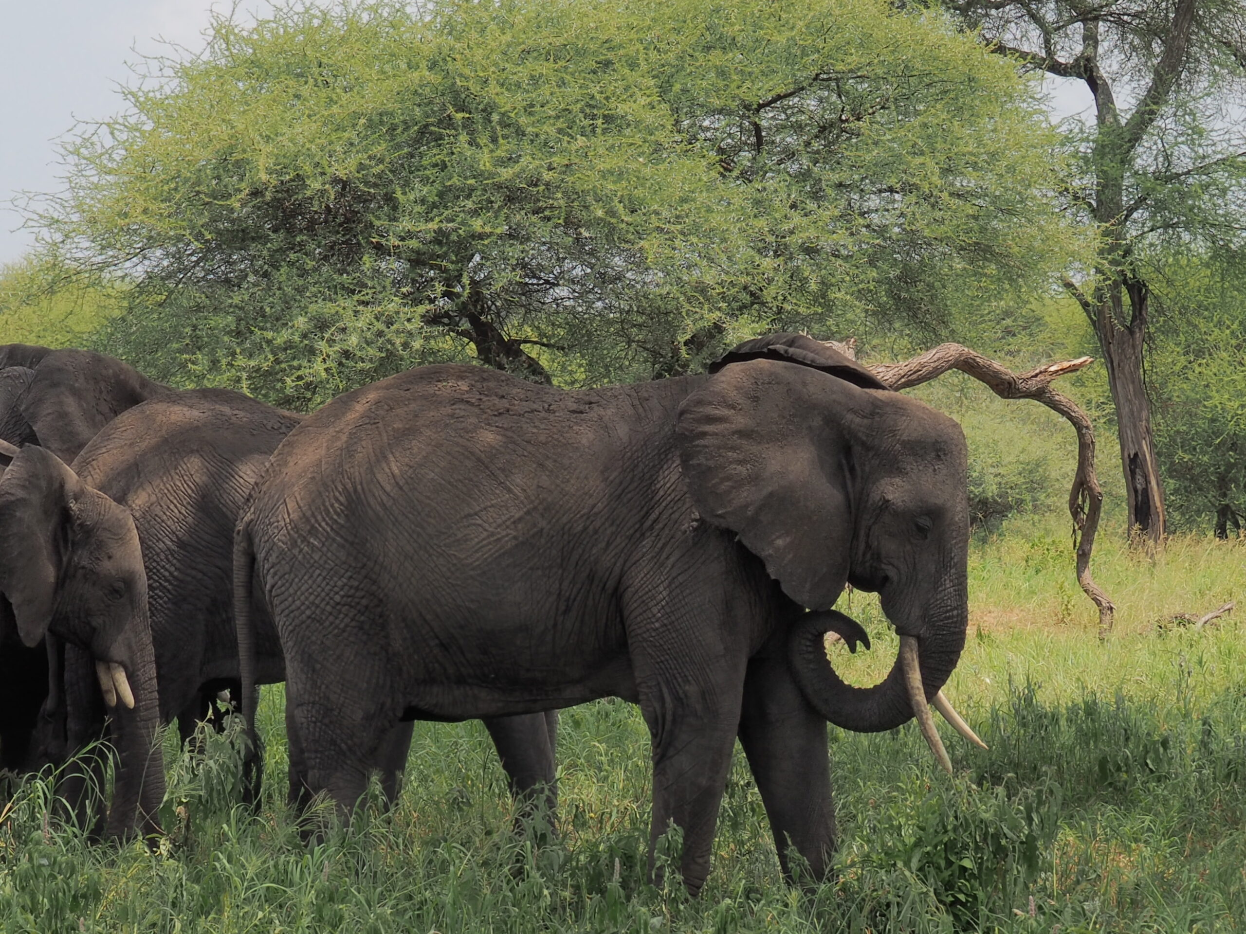 Tarangire National Park Tanzania