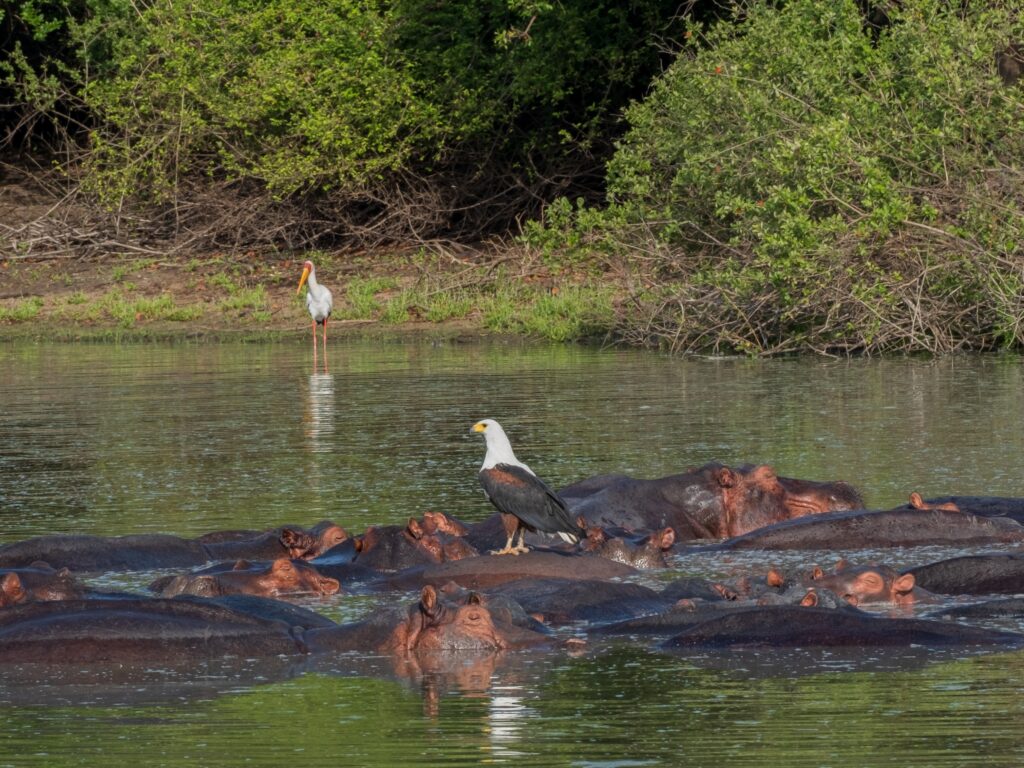 Selous Game Reserve