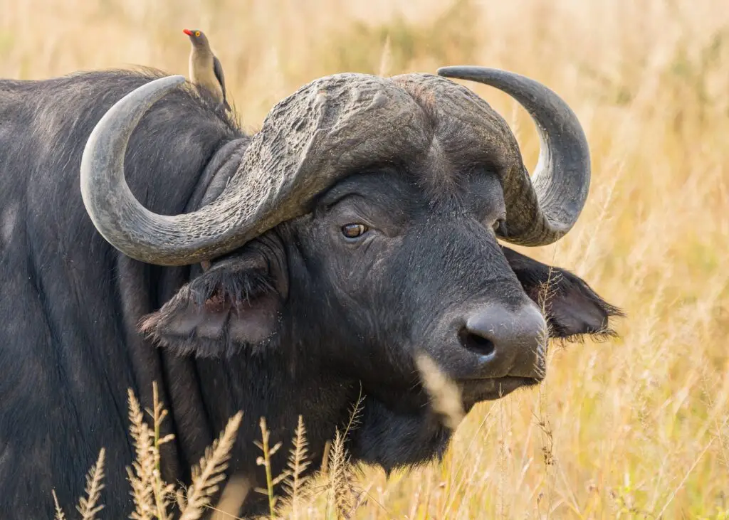 12 day Tanzania safari tour