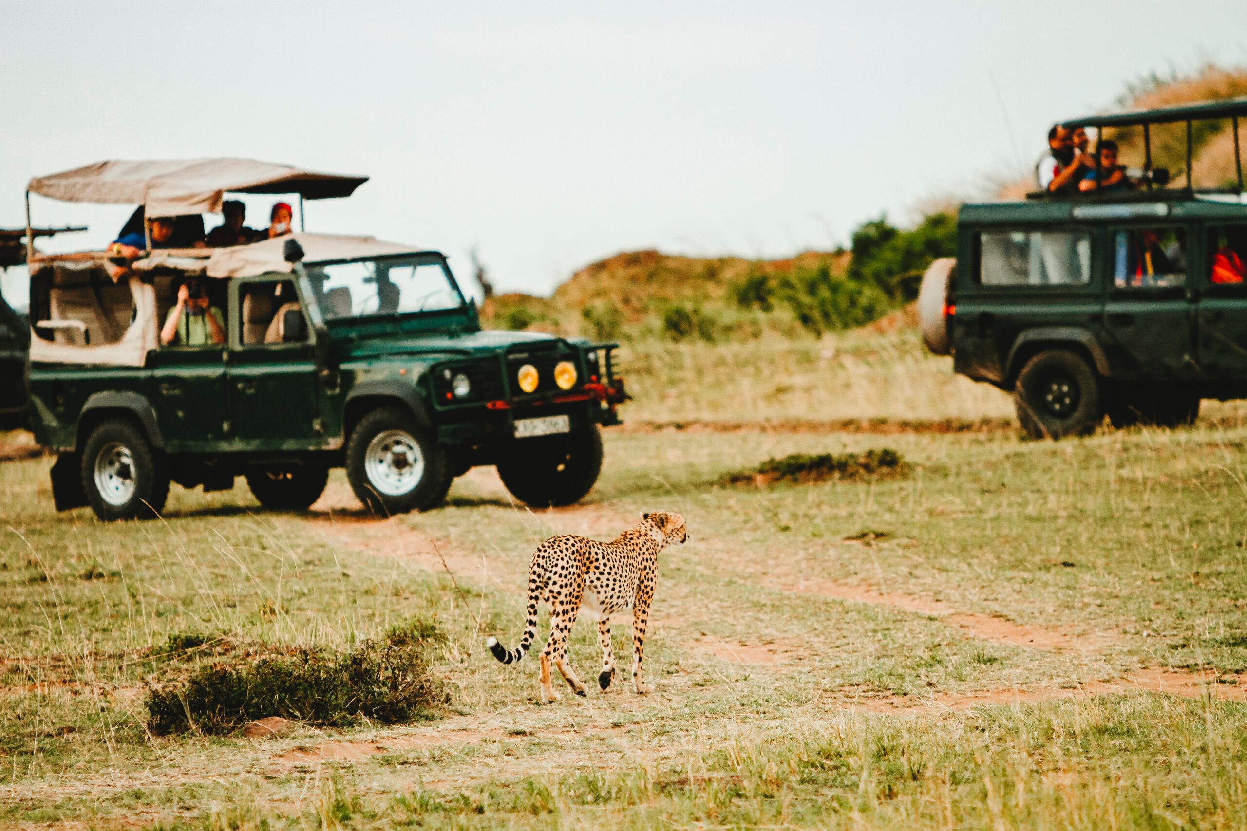 Photo of a safari jeep in the African savannah