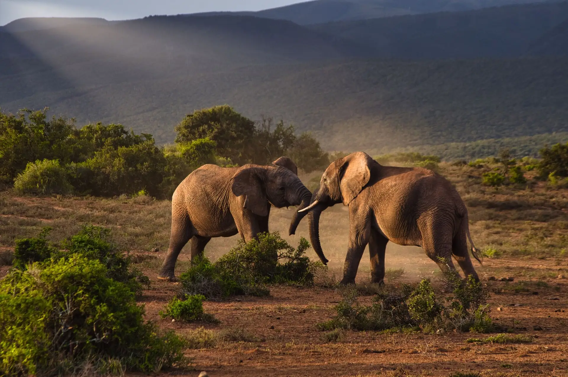 Elephants amidst baobabs in Tarangire National Park