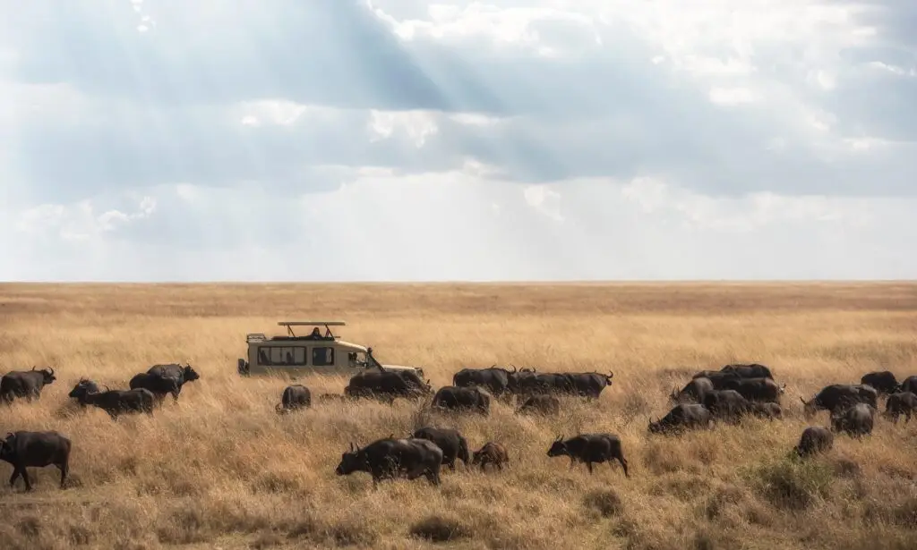 Game drive in the Serengeti