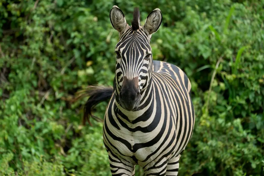 Lake Manyara