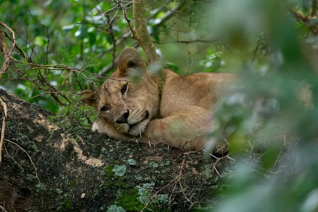 Lake Manyara tanzania