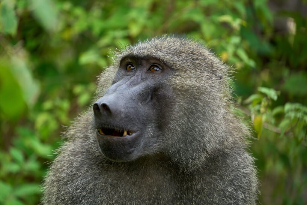 Lake Manyara tanzania