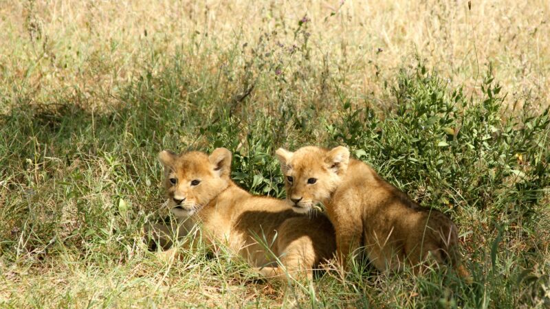 12 day Tanzania safari tour