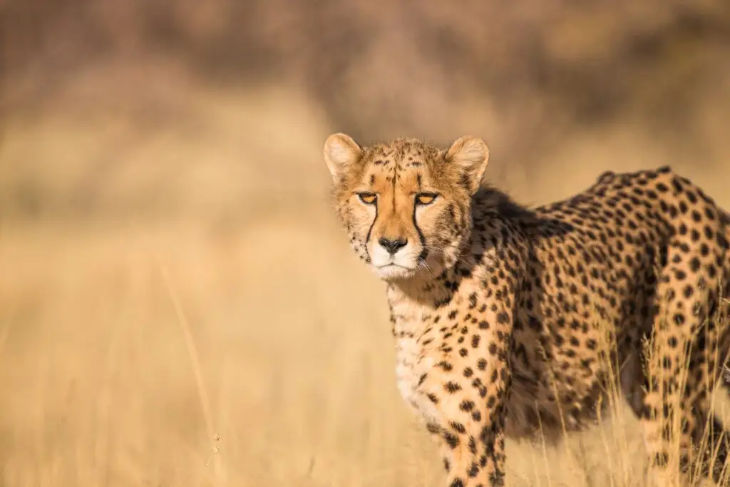 Serengeti National Park Tanzania