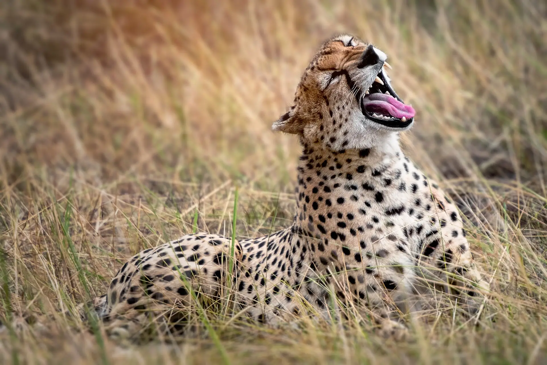 Route vers le Serengeti