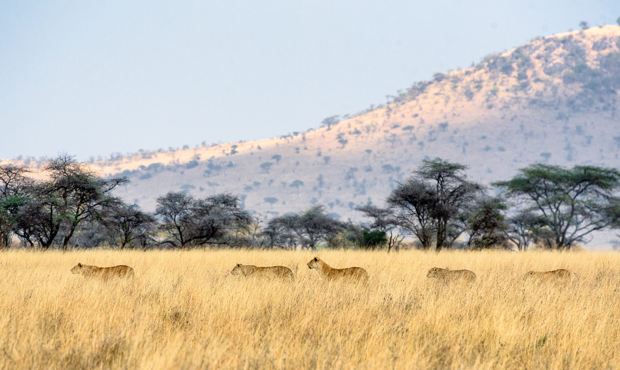 Photo of a safari jeep in Serengeti
