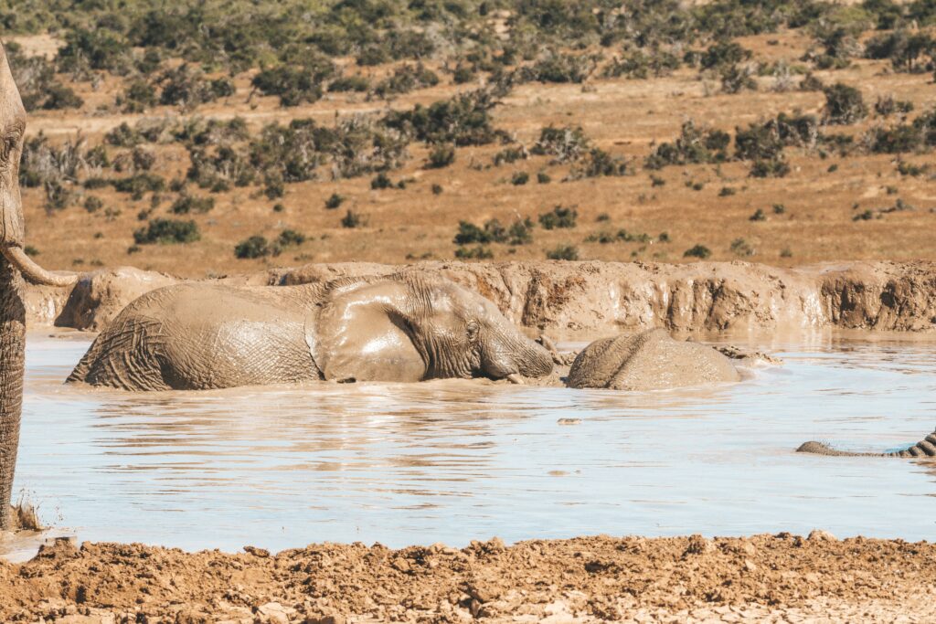 african safari cost for a family of 4 