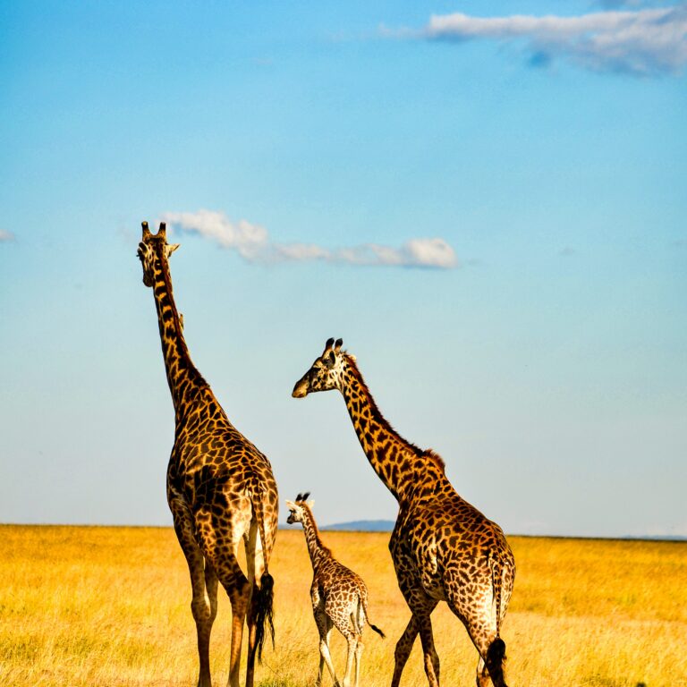 African Safari Cost for Family of 4
