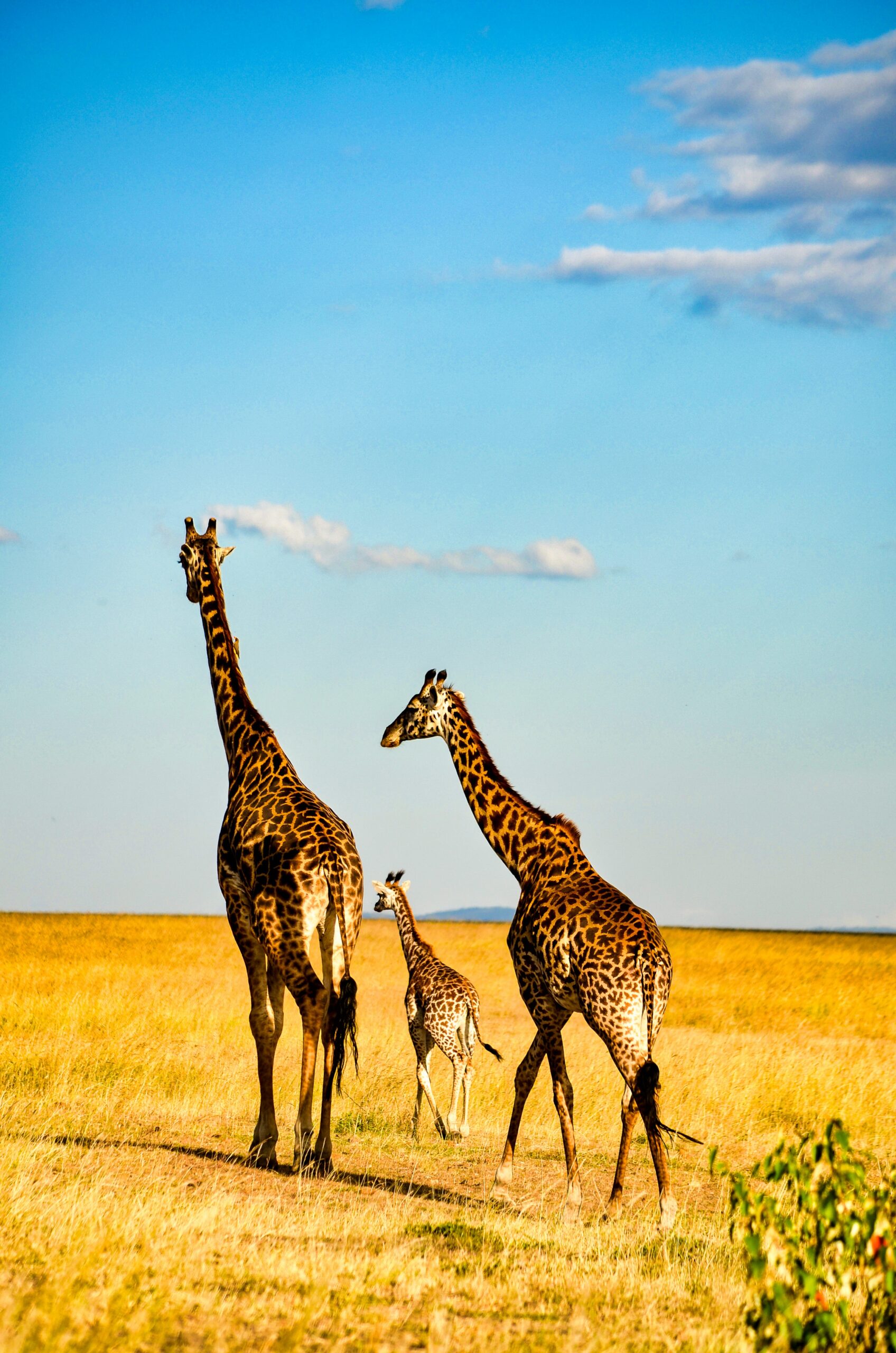 african safari cost for family of 4