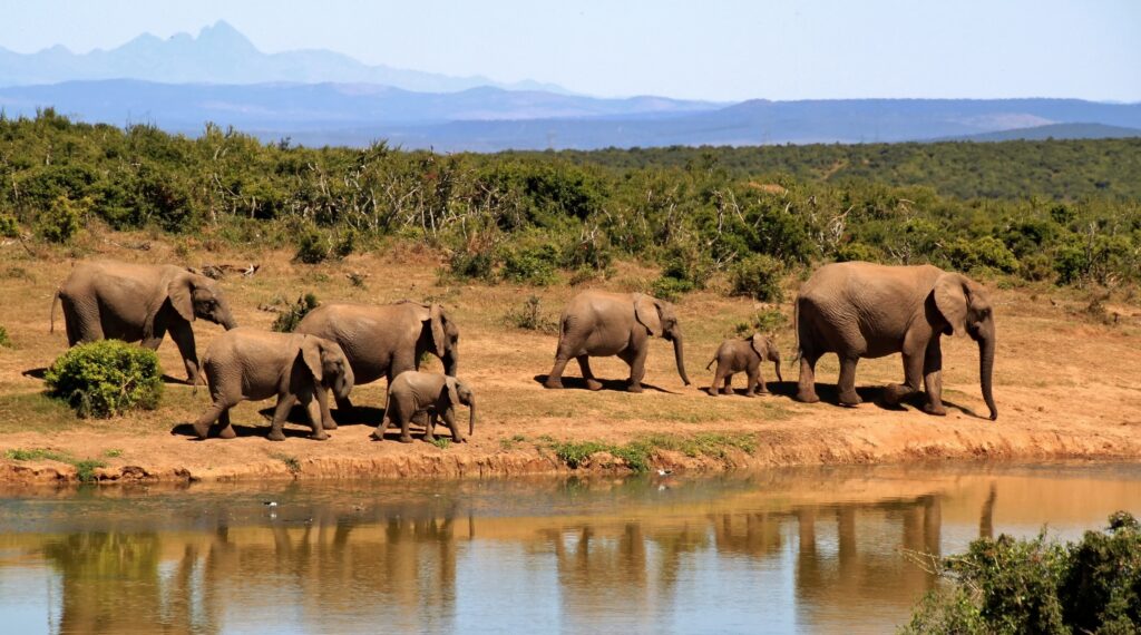 how to plan a perfect safari in Tanzania