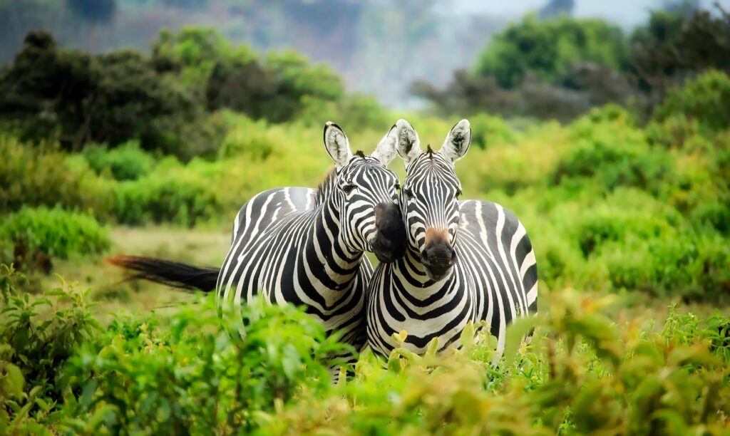 How to plan a perfect safari in Tanzania