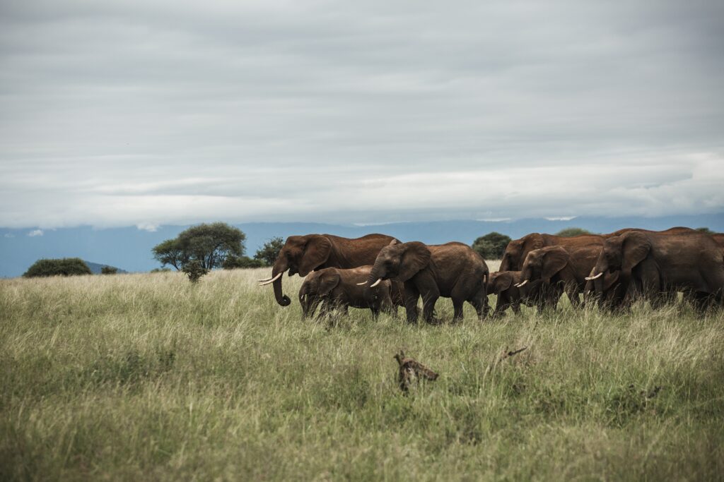 Safari cost in Tanzania