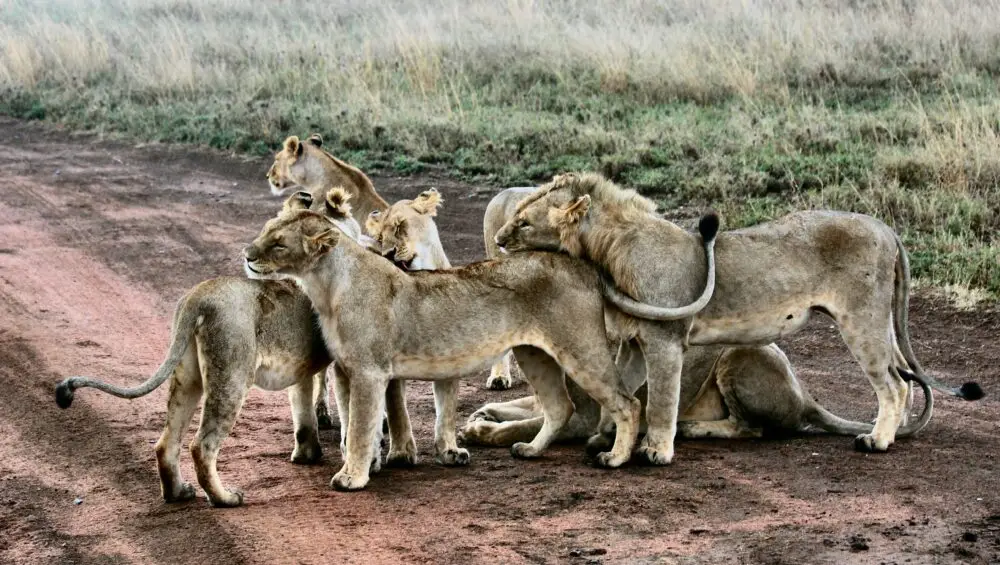 How to have a great family Safaris in Tanzania?
