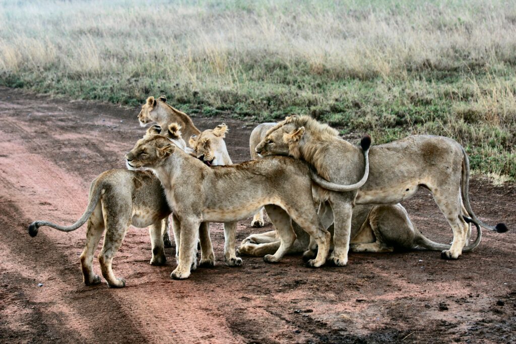 AFRICAN SAFARI COST FOR A FAMILY OF 4 