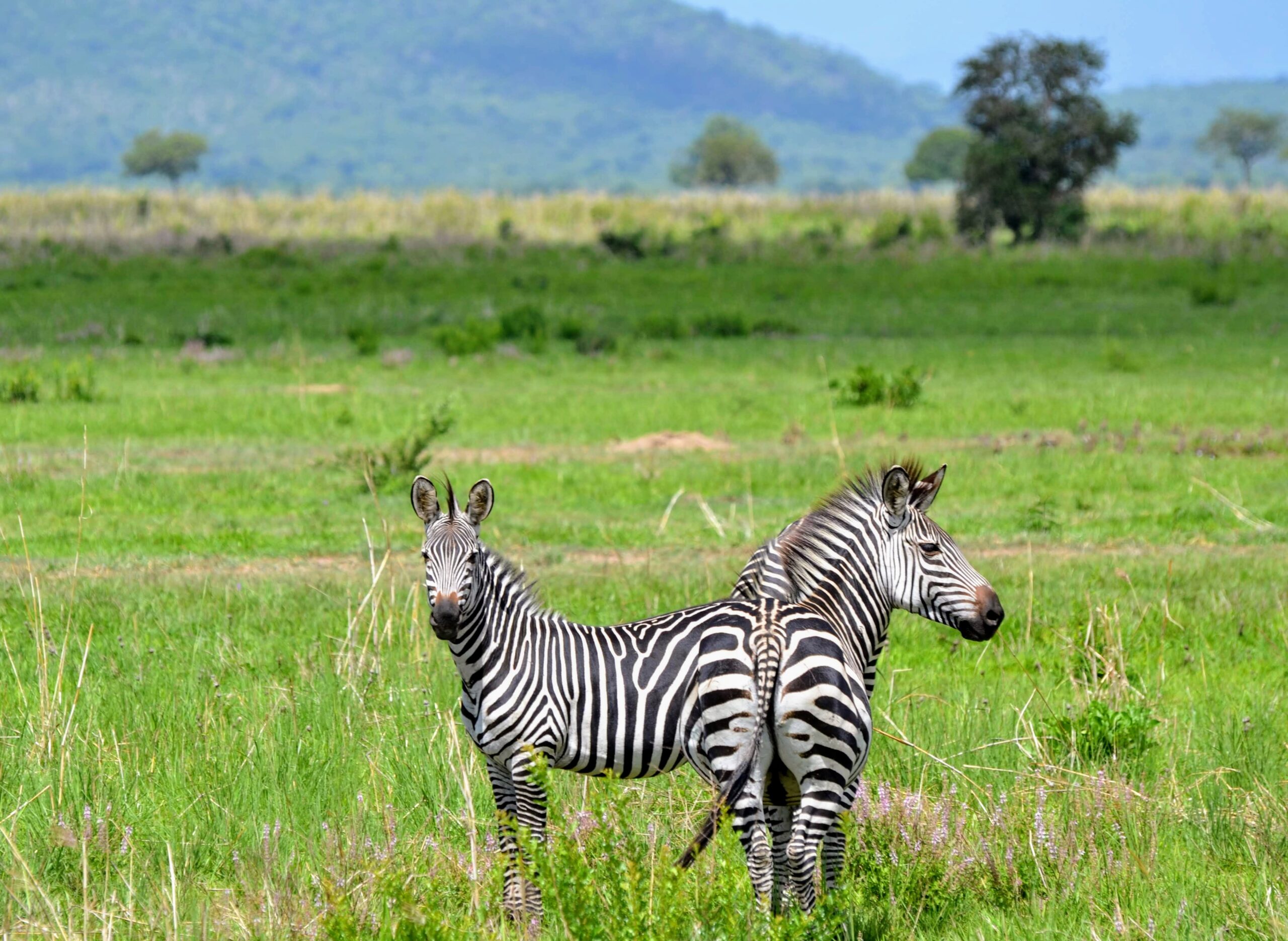 Herds of wildebeest and zebras