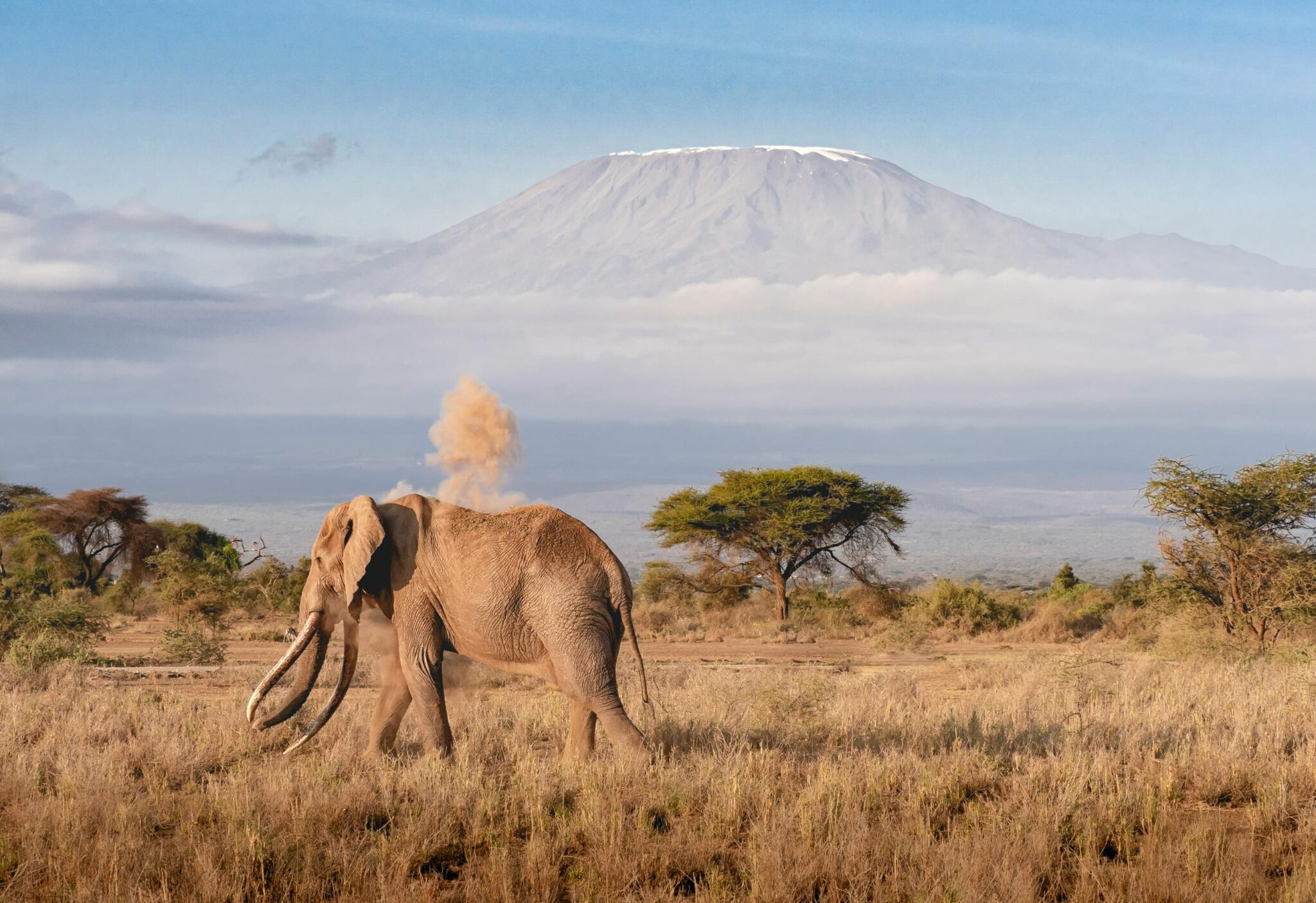 View of the kilimandjaro with the elephant and the tree