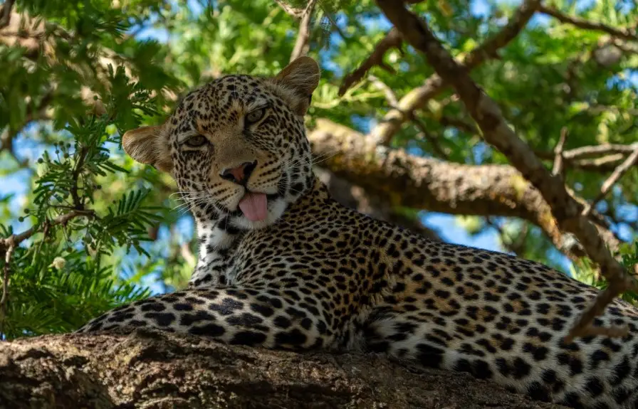 leopard in licking silver in the tree tanzania serengeti