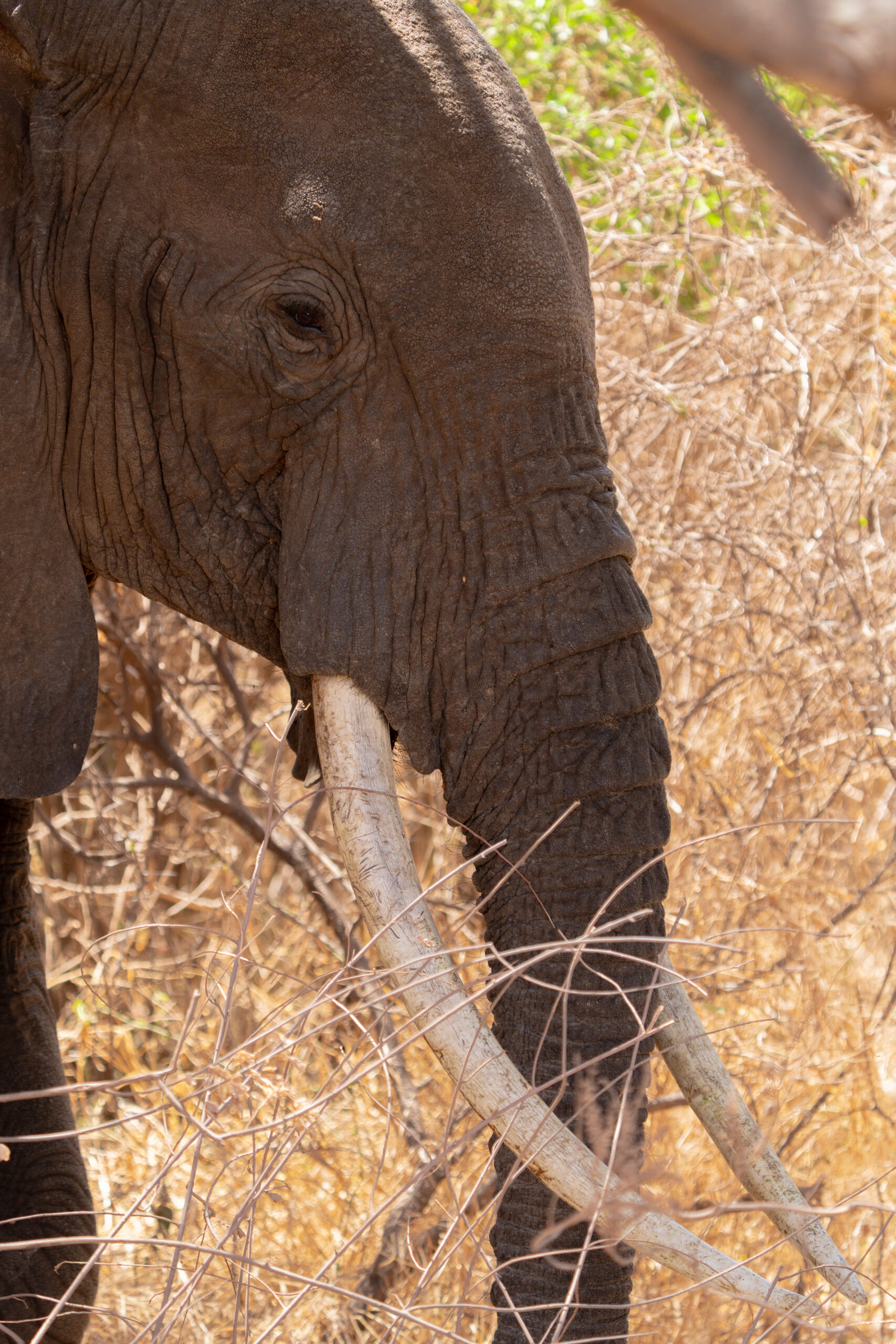 elephant serengeti