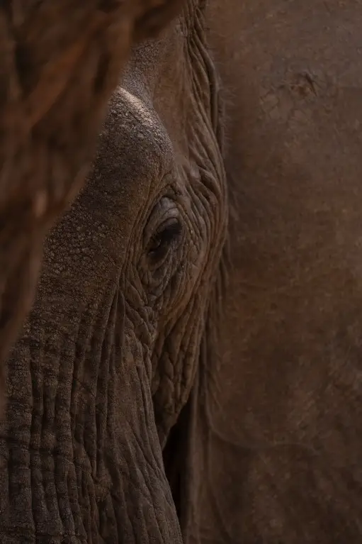 Photo of an African elephant walking in the savanna