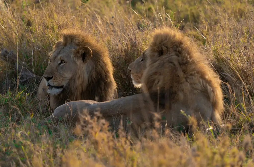 lion-brother-in-africa