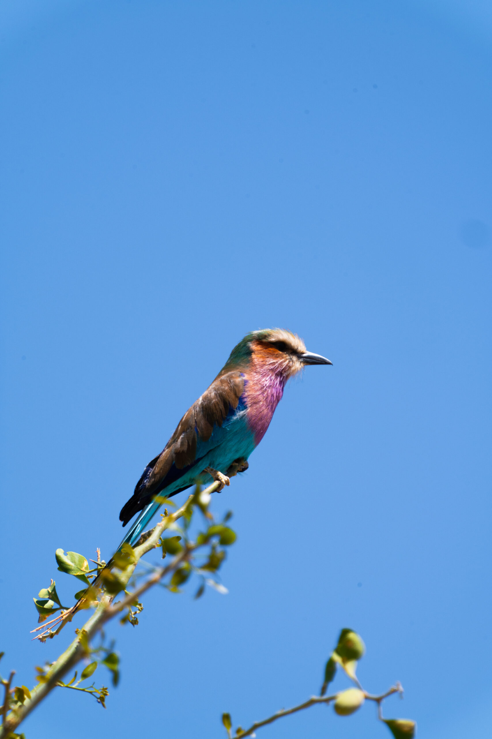 multicolor bird