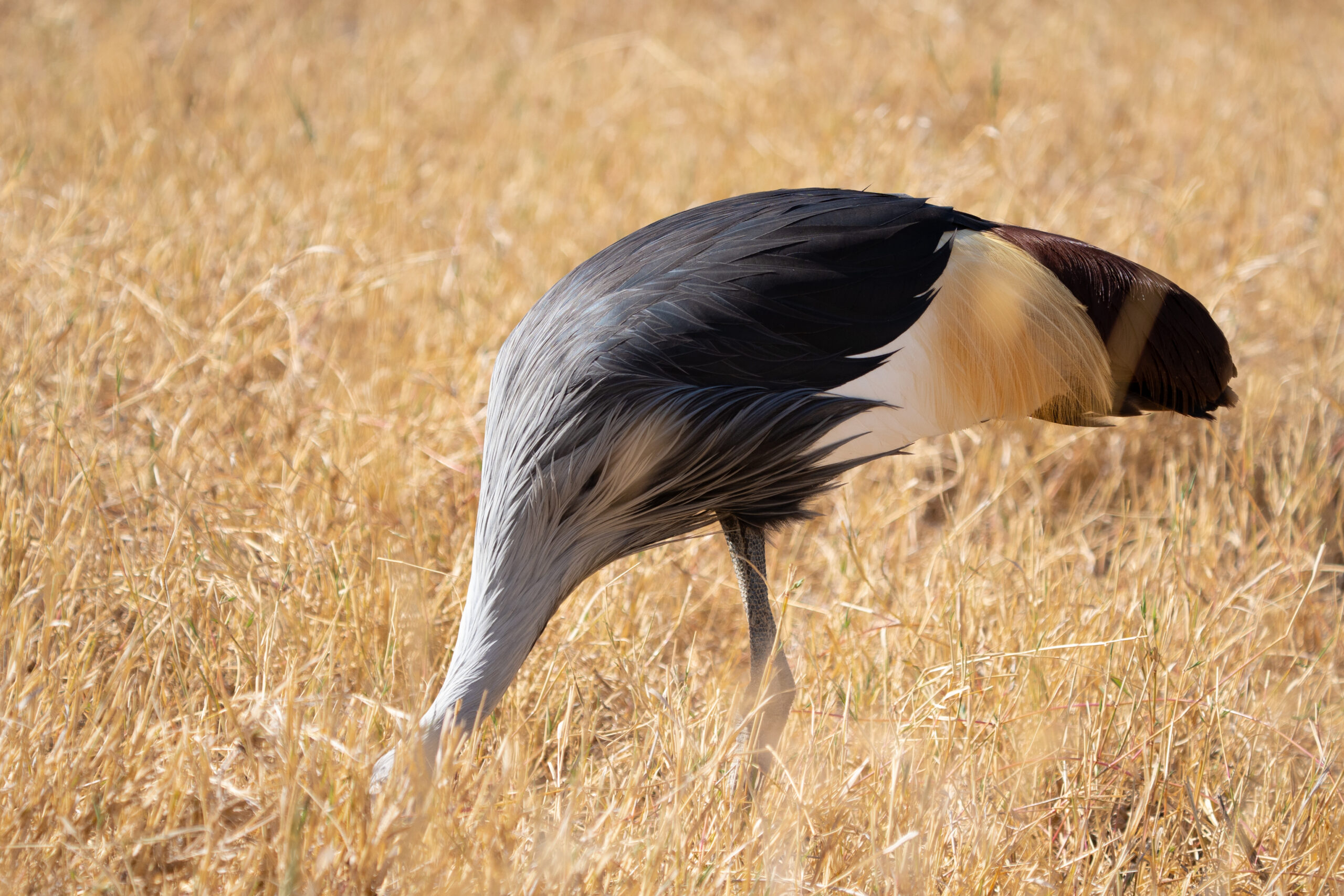 Colorful bird of Tanzania