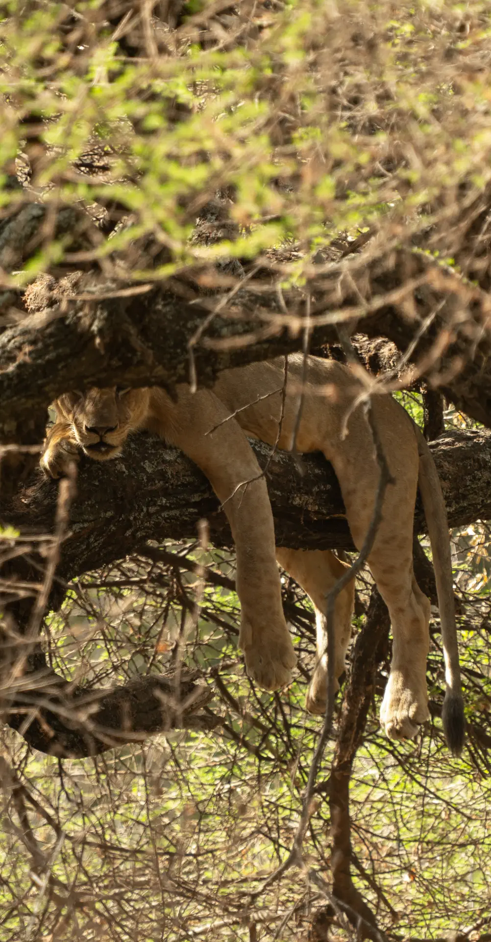 Tree-climbing lion