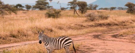 Best Tanzania Safari Destinations: Top Places to Visit in 2025